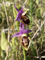Ophrys heldreichii
