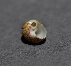 Cantharidella picturata