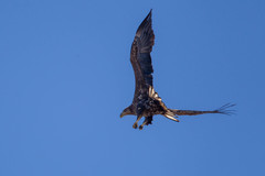 Haliaeetus albicilla