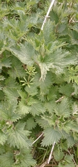 Urtica dioica