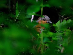 Bambusicola thoracicus