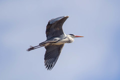 Ardea cinerea