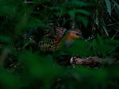 Bambusicola thoracicus