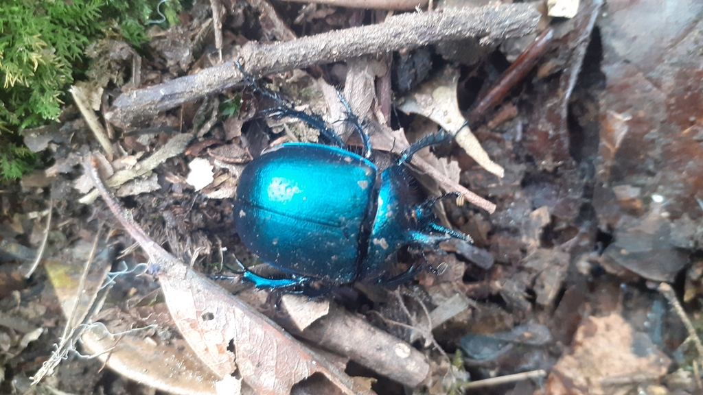 Enoplotrupes rhinoceros