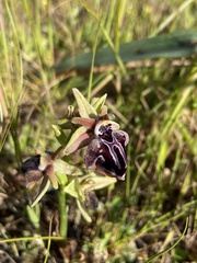 Ophrys cretica