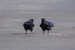 Corvus corax