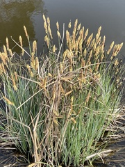 Carex elata