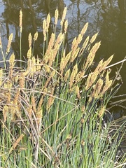Carex elata