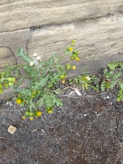Senecio vulgaris