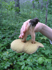 Boletus betulicola