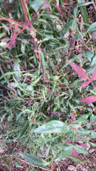 Nandina domestica
