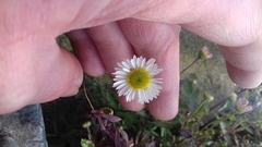 Erigeron karvinskianus