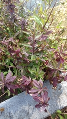 Erigeron karvinskianus