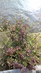 Erigeron karvinskianus