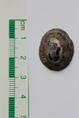 Image of Siphonaria pectinata