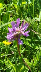 Astragalus crassicarpus
