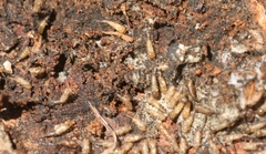 Ceratopogon lacteipennis