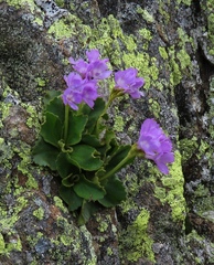 Primula villosa