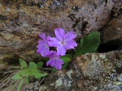 Primula villosa