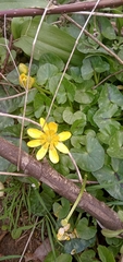 Ficaria verna