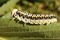 Cimbex quadrimaculatus