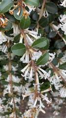 Osmanthus