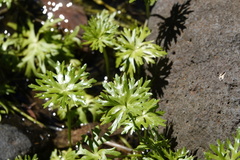 Ranunculus meristus
