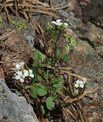 Cardamine resedifolia