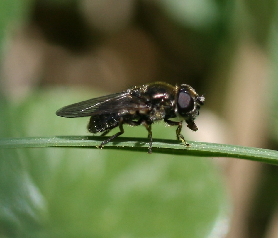 Cheilosia velutina