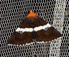 Buzara frontinus