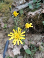 Hieracium bifidum