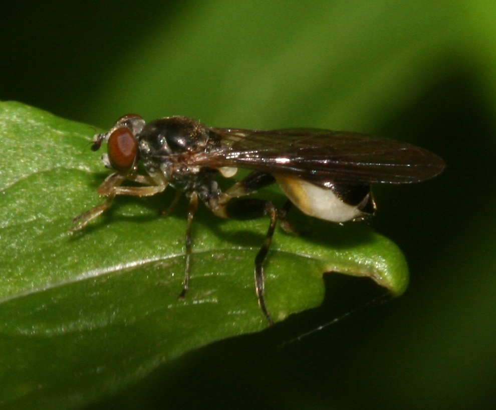 Sphegina clunipes