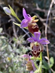 Ophrys calypsus