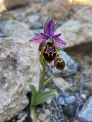 Ophrys calypsus