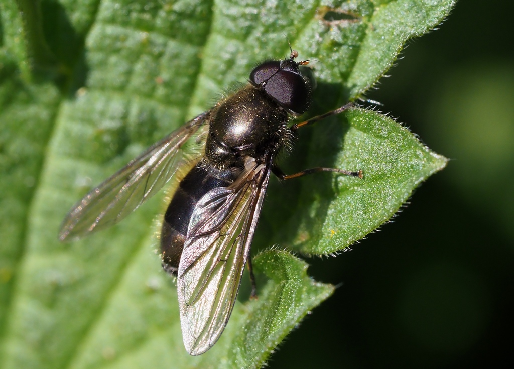 Cheilosia lenis