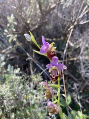 Ophrys calypsus