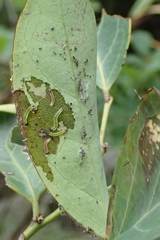 Hyalobathra micralis