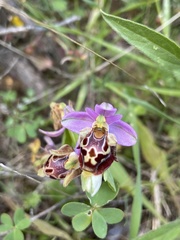 Ophrys calypsus
