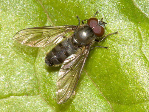 Cheilosia semifasciata · iNaturalist United Kingdom