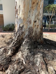 Eucalyptus camaldulensis