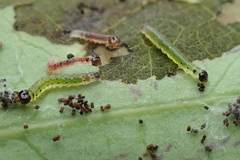 Hyalobathra micralis