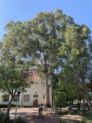 Eucalyptus camaldulensis