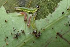 Hyalobathra micralis