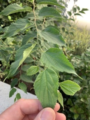 Celtis