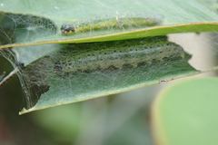 Hyalobathra micralis