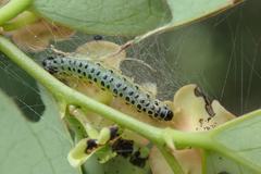 Hyalobathra micralis