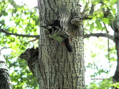 Dendrocopos major