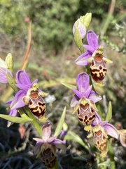 Ophrys calypsus