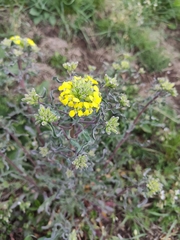 Erysimum crepidifolium