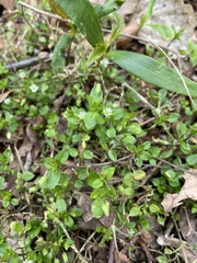 Stellaria